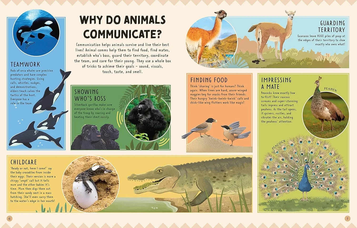 Infografía educativa sobre la comunicación animal, con secciones sobre el trabajo en equipo con orcas, mostrar quién manda con gorilas, el cuidado de las crías con cocodrilos, encontrar comida con urracas, defender el territorio con guanacos e impresionar a la pareja con pavos reales. Incluye ilustraciones de animales y texto que explica sus comportamientos.