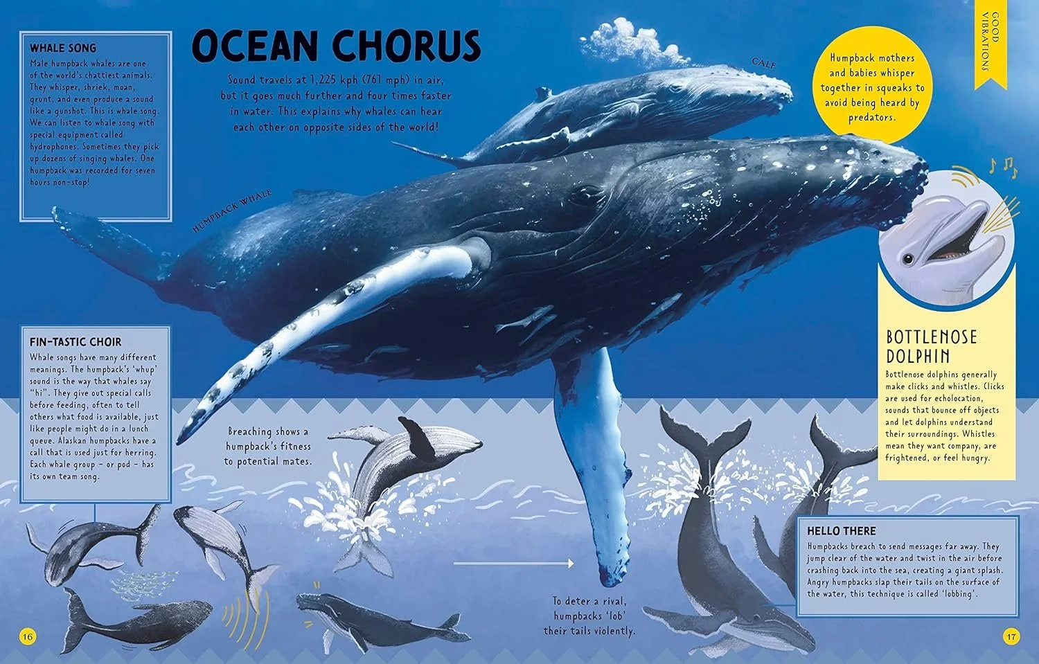 Ilustración de ballenas bajo el agua, incluyendo una ballena con una cría sobre su lomo y varias yubartas saltando fuera del agua. Cuadros de texto explican los cantos de las ballenas, las características de las ballenas barbadas y la ecolocalización de los delfines.