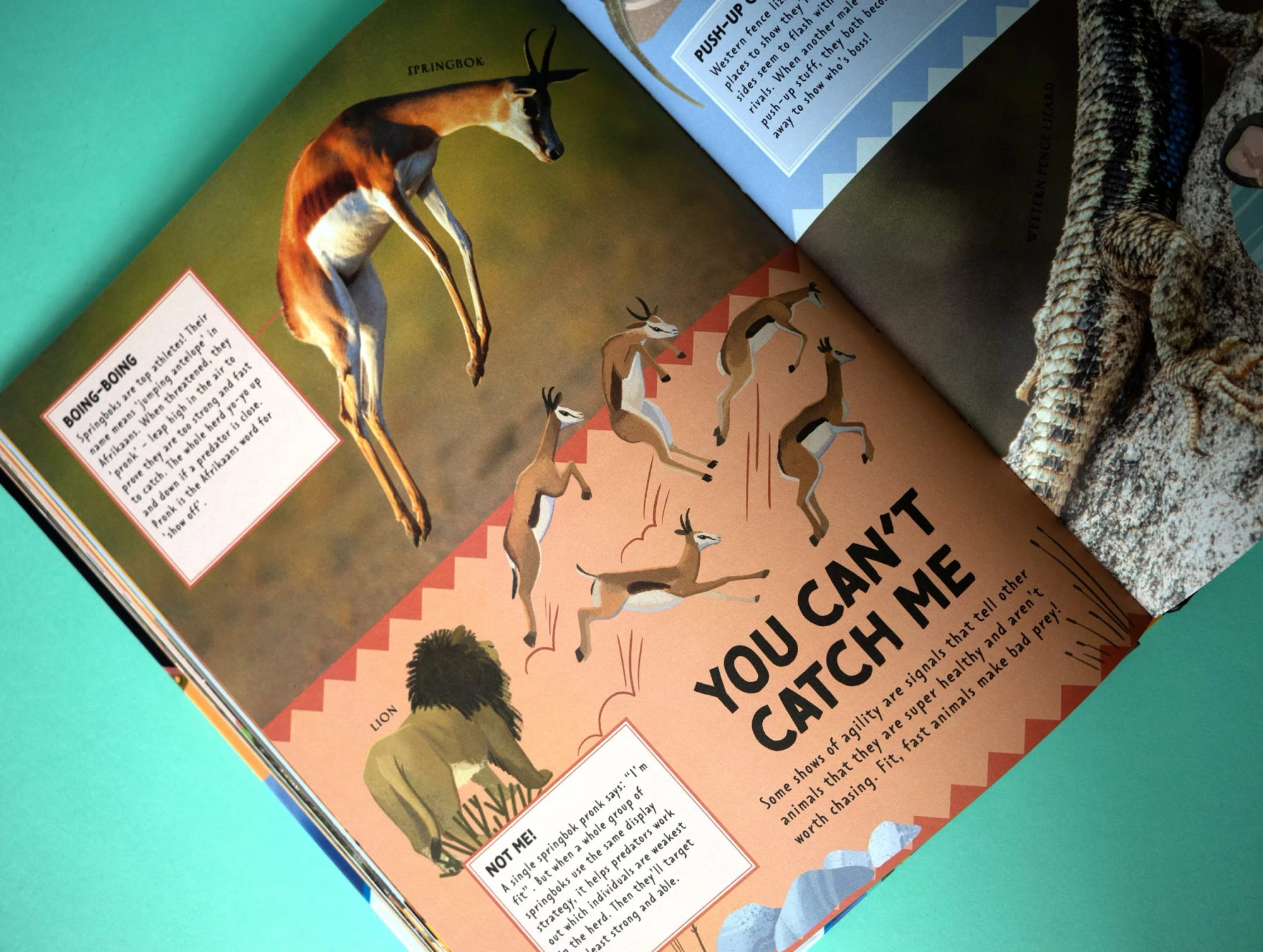 Revista abierta con ilustraciones de un antílope saltando y varias gacelas, con la ilustración de un león en la parte inferior y texto sobre la agilidad y la persecución entre animales.