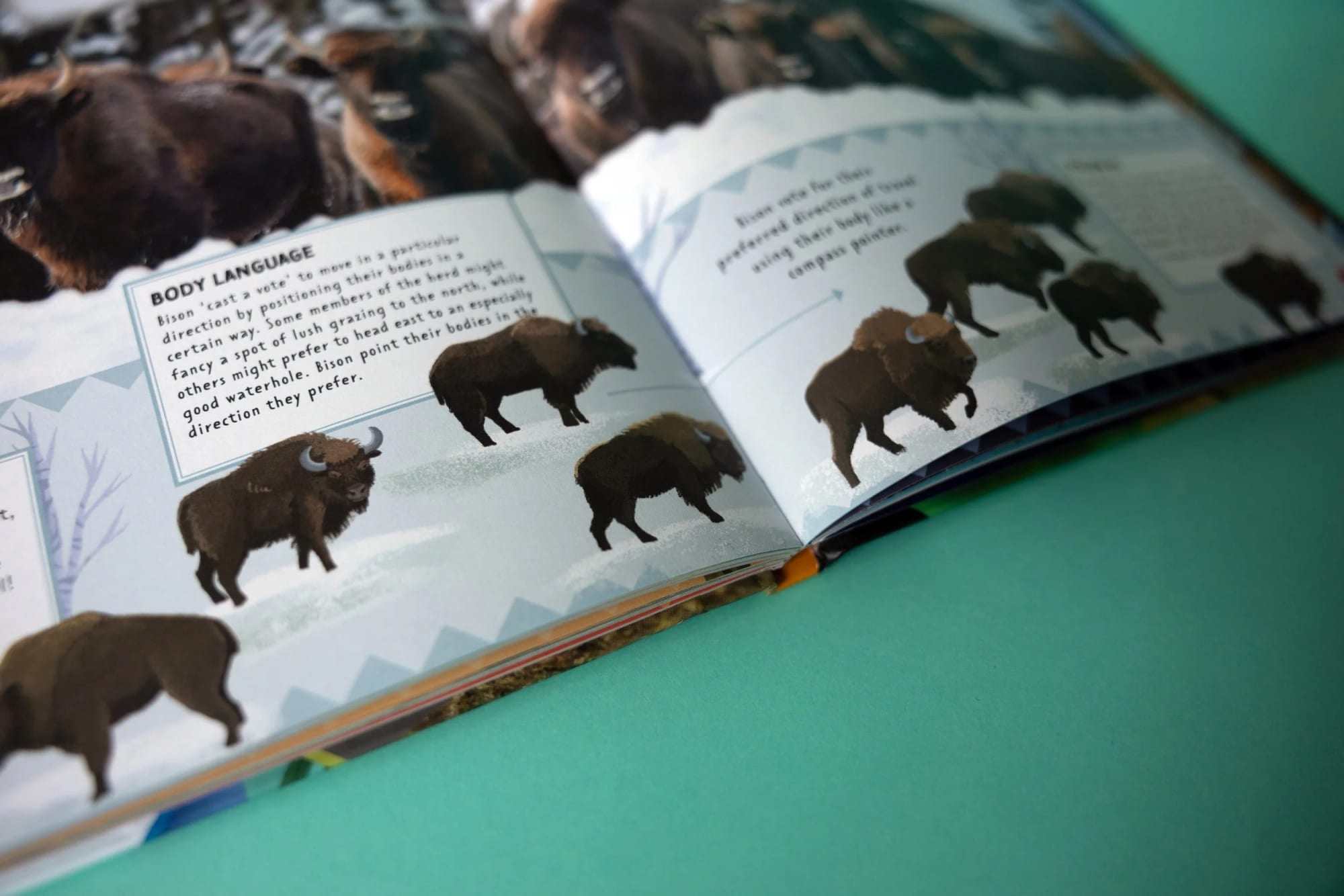 Libro ilustrado abierto que muestra bisontes con texto descriptivo y varias ilustraciones de bisontes en sus páginas, sobre una superficie verde.