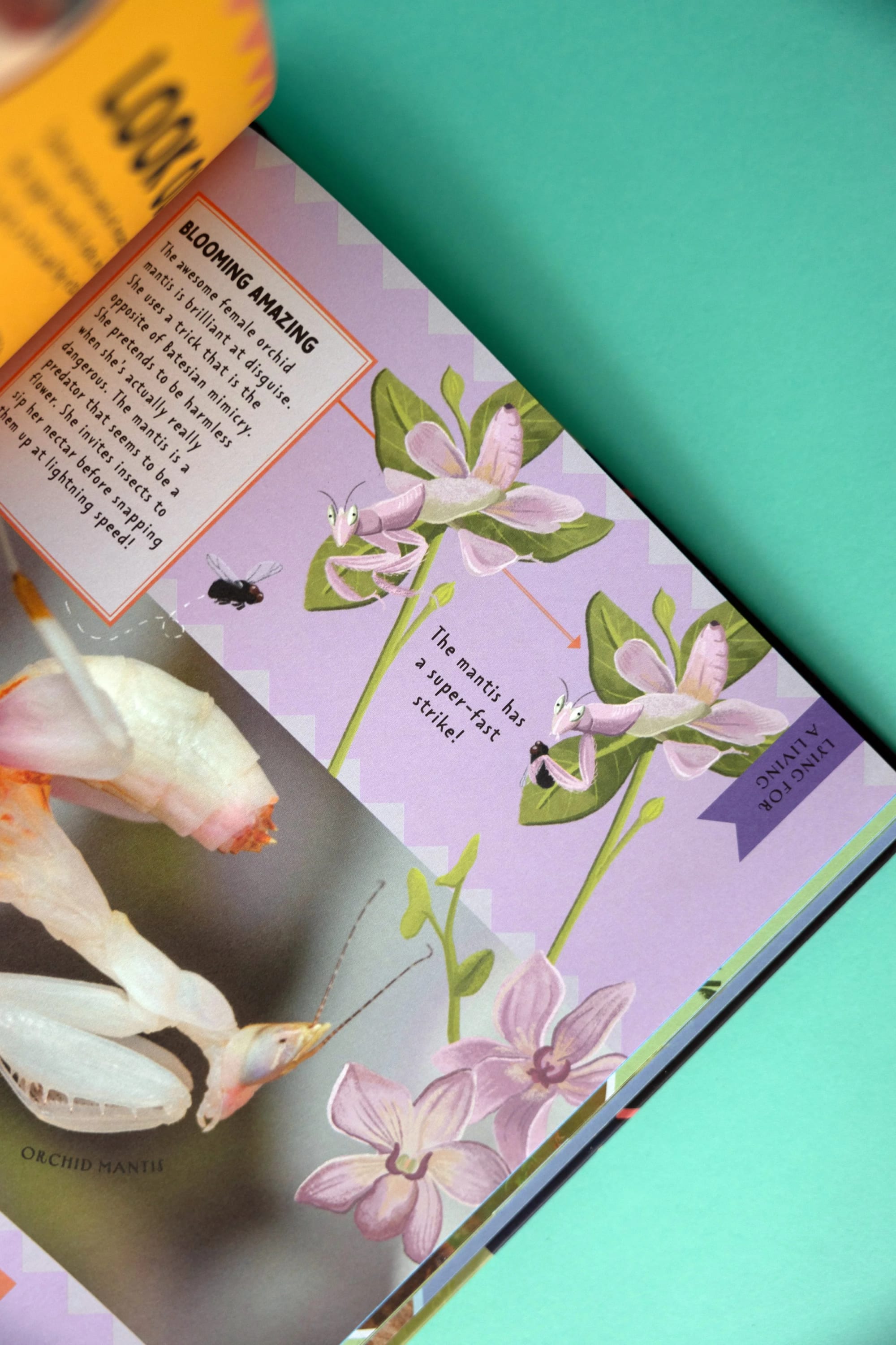 Ilustración de una mantis orquídea sobre una flor, con una fotografía cercana del insecto; la página describe a la mantis como un insecto fascinante que imita a las orquídeas.