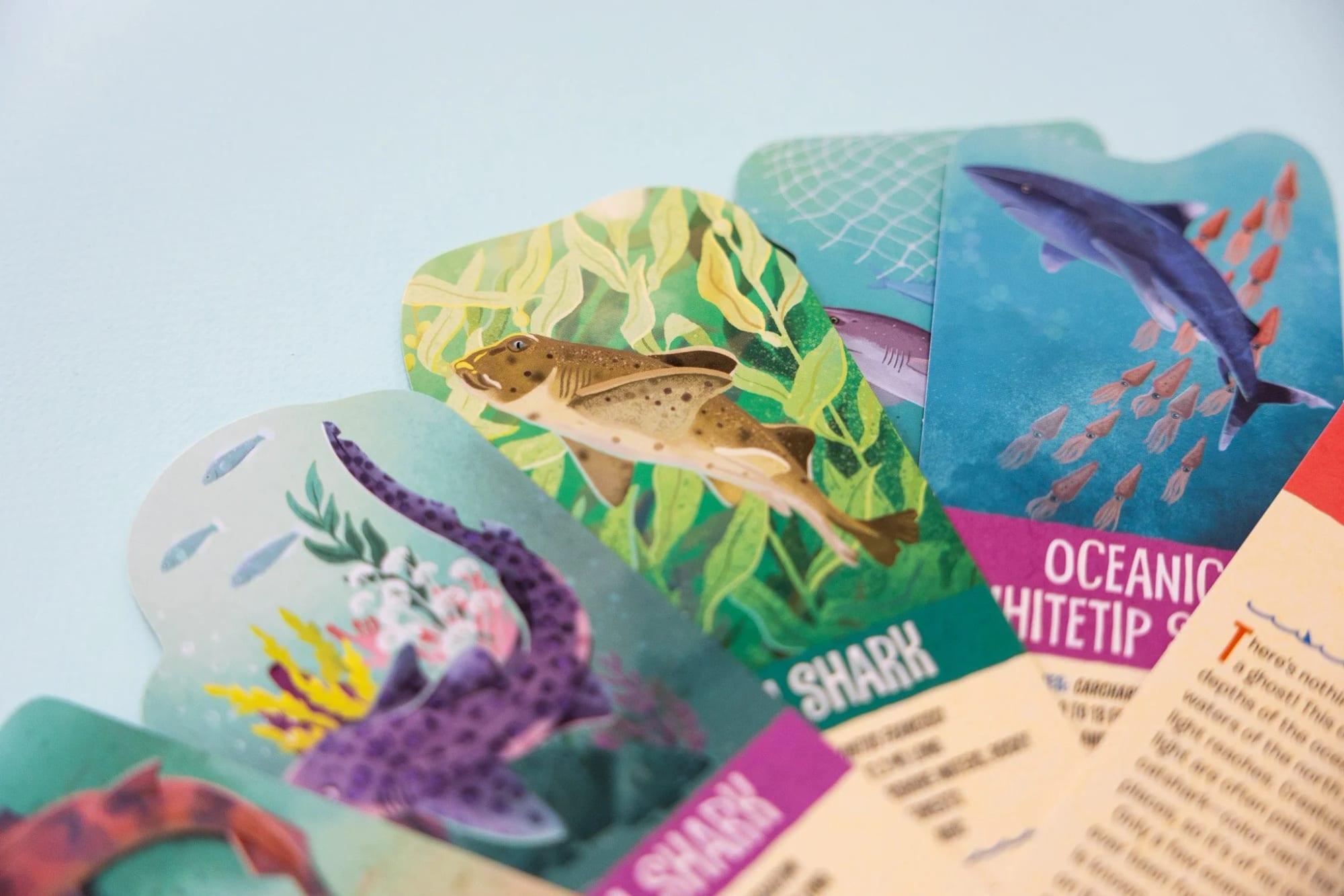 Farbenfrohe Lernkarten mit Meerestieren, darunter ein Hai, ein Wal, ein Fisch und ein Tintenfisch, mit Illustrationen und Beschriftungen.