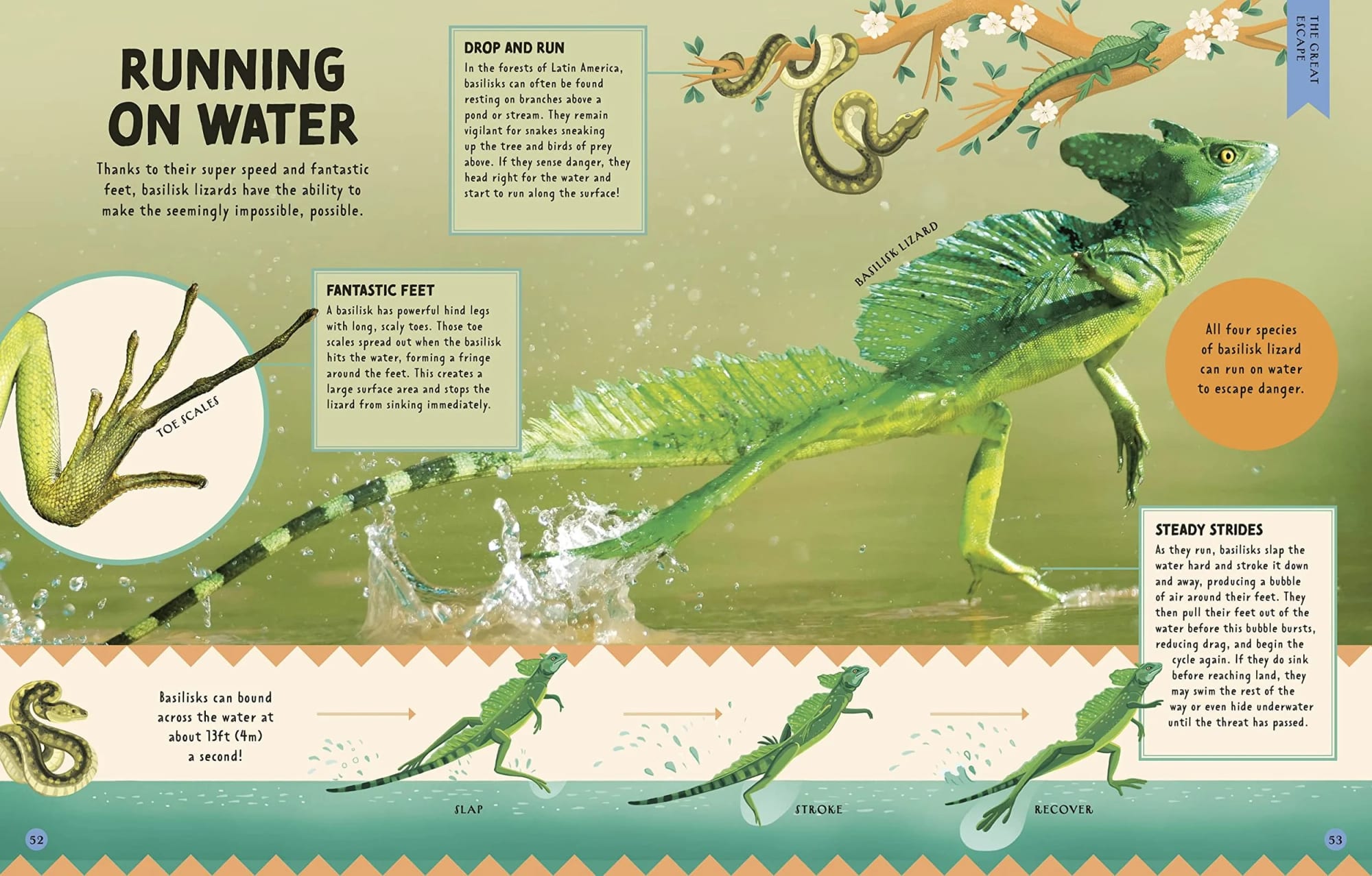Illustration einer Basilisken-Echse, die über Wasser läuft, mit detaillierten Diagrammen ihrer Zehenschuppen und Textfeldern, die ihre Fähigkeiten wie das Laufen auf Wasser, fantastische Füße, gleichmäßige Schritte und eine Geschwindigkeit von 13 Fuß pro Sekunde erklären. Zeigt außerdem Schlangen, die an einem Ast hängen, und einen Hinweis, dass alle vier Basilisken-Arten über Wasser laufen können, um Gefahr zu entkommen.