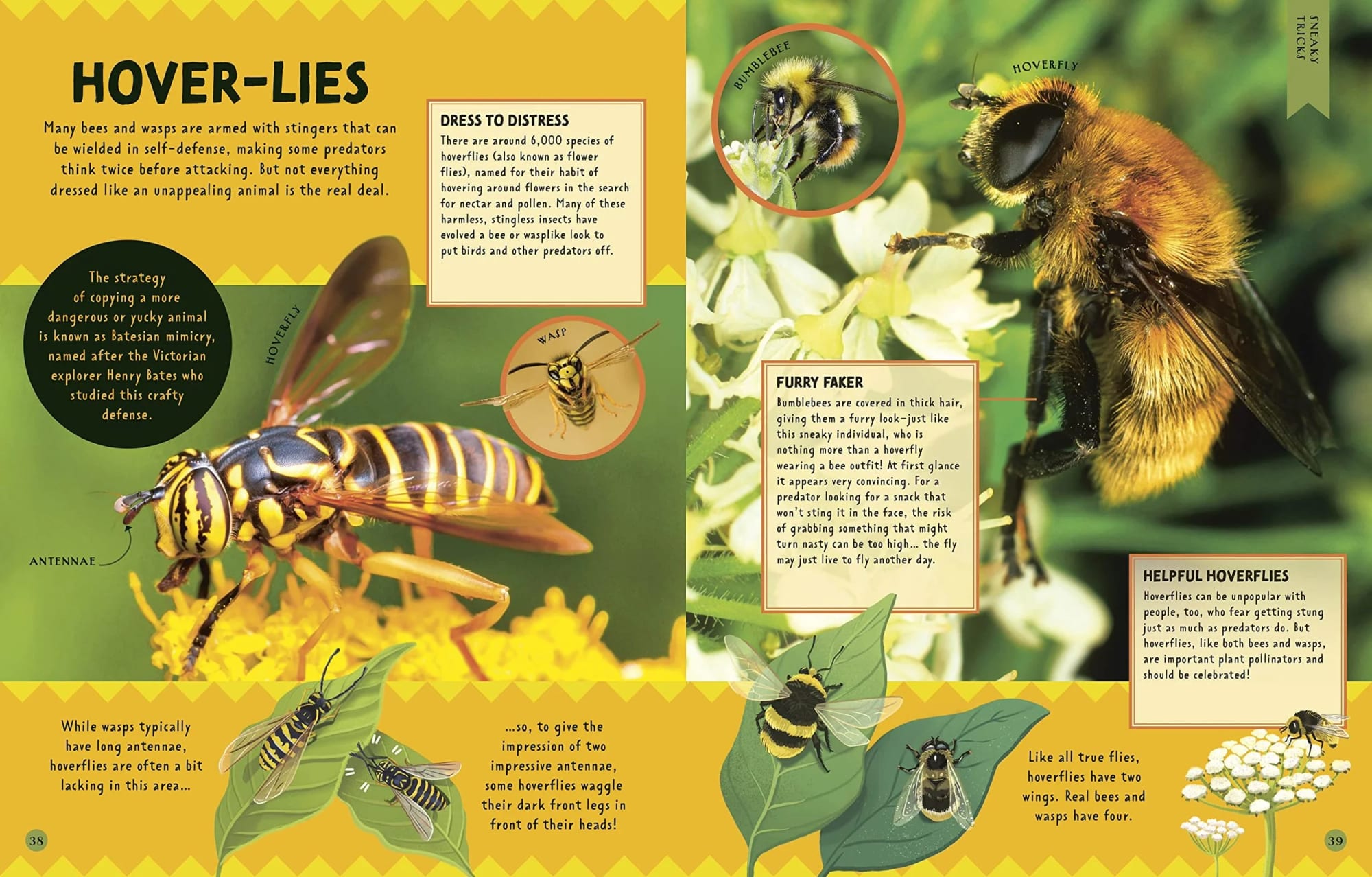 Eine Illustration mit verschiedenen Insekten, darunter eine Biene mit flauschigem gelbschwarzem Körper auf einer Blume, eine Schwebfliege mit langem Körper und durchsichtigen Flügeln, eine Wespe mit gelbschwarzen Streifen und langen Beinen sowie eine Hummel mit dickem, pelzigem gelbschwarzem Körper. Das Bild enthält Beschriftungen, die auf jedes Insekt verweisen, sowie zusätzliche Textfelder, die ihre Eigenschaften und ihr Verhalten beschreiben.