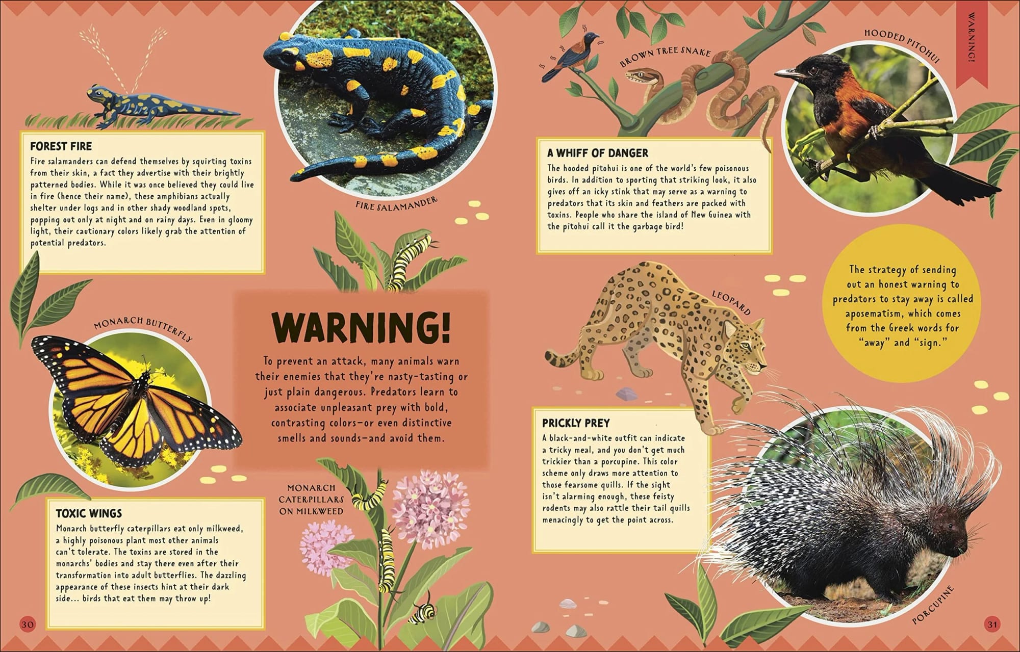 Illustrierte Seite aus einem Naturführer mit Bildern und Beschreibungen von Tieren, darunter ein Feuersalamander, ein Vogel, eine Schlange, ein Schmetterling, ein Stachelschwein, ein Leopard und eine Raupe auf Seidenpflanze. Die Seite enthält Warnhinweise zu Tieren wie dem Feuersalamander, einem Vogel, einer Schlange, einem Schmetterling und einem Stachelschwein.