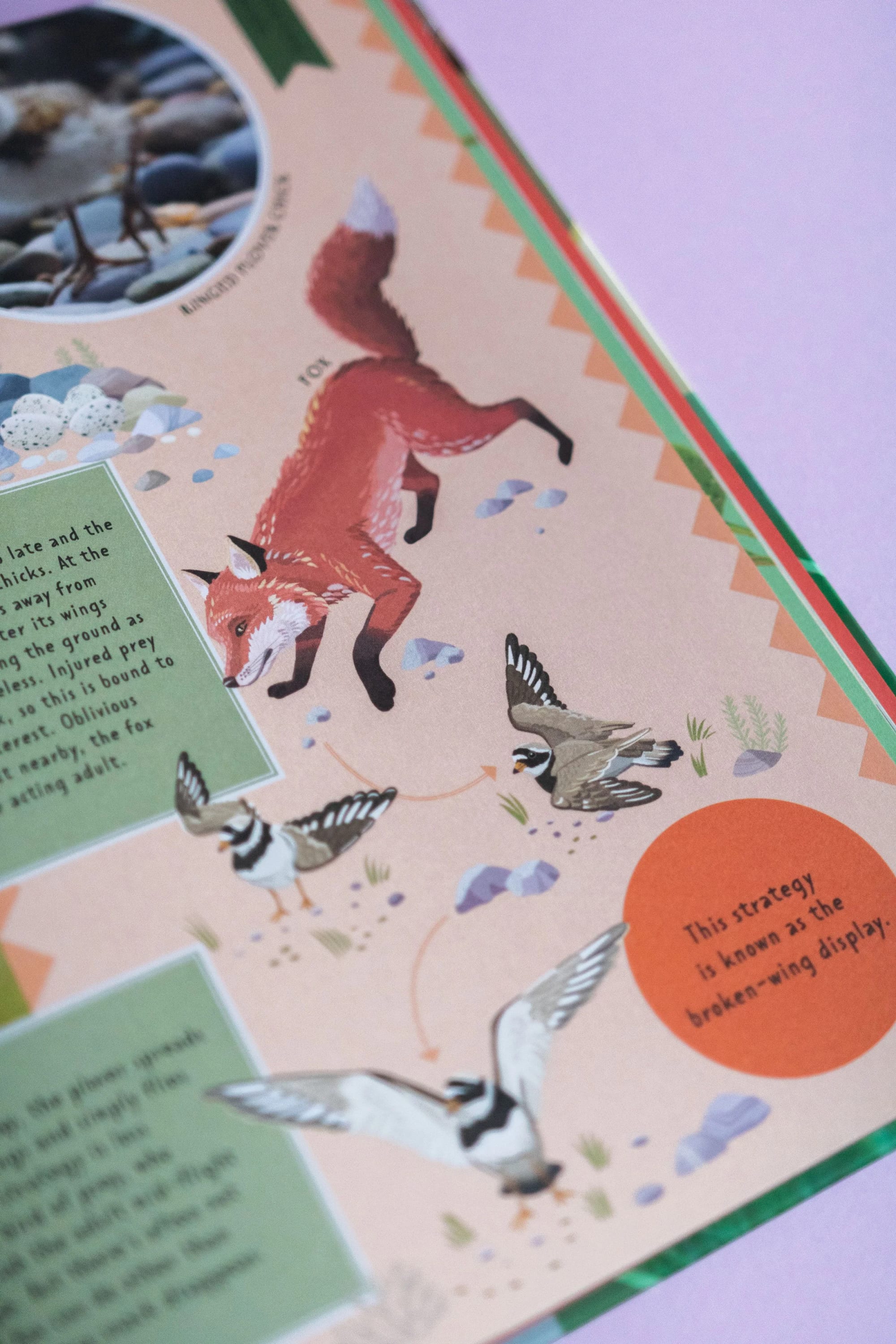 Illustration mit einem Rotfuchs und mehreren Vögeln, darunter ein Specht und ein Falke, bei einer Vogelbeobachtungs- oder Vogelstrategie-Szene auf rosa Hintergrund mit Steinen und Gras.