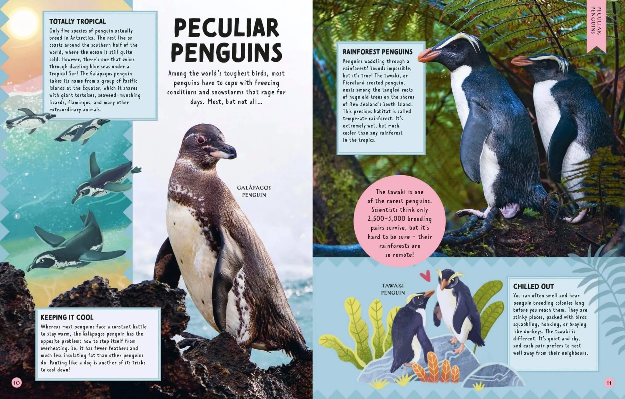 Farbenfrohe Doppelseite über Pinguine mit Bildern und Illustrationen verschiedener Pinguinarten wie Galápagos-, Regenwald- und Tawaki-Pinguinen. Der Text beschreibt ihre Lebensräume und Anpassungen.