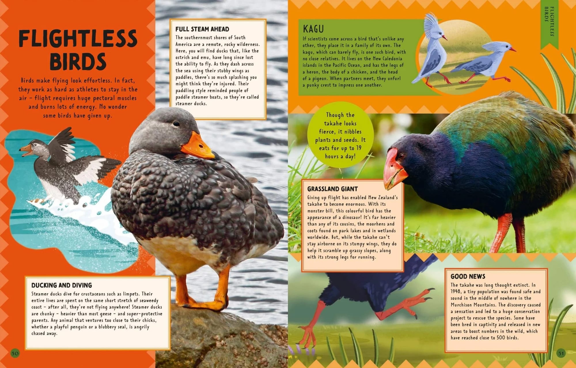 Farbenfroh illustrierte Vögel und ein Foto eines echten Vogels auf einem naturinspirierten Hintergrund, mit informativen Textabschnitten zu verschiedenen Vogelarten, darunter eine Ente, ein Kakapo, ein Takahē und ein Trogon.