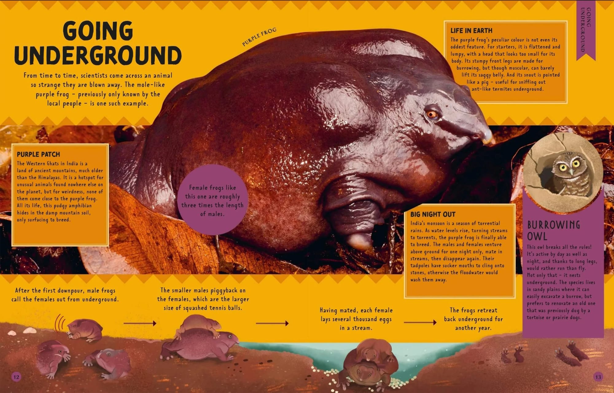 Eine illustrierte Infografik über Lilafrösche, die einen großen Lilafrosch, kleinere Frösche und eine Eule zeigt. Die Infografik enthält Abschnitte zum unterirdischen Lebensraum, zum Paarungsverhalten und zu den Merkmalen des Frosches mit Textfeldern und Beschriftungen.