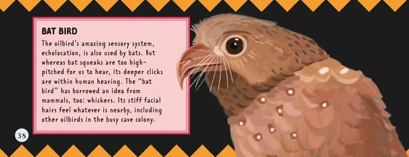 Illustration eines Fledermausvogels mit Informationen zu seinem Sinnessystem, der Echoortung und seinen körperlichen Merkmalen, vor schwarzem Hintergrund mit gelb-schwarzem Rahmen.