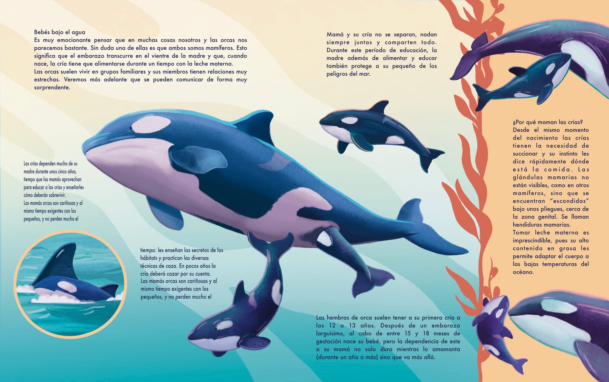 Doppelseite mit Babys unter Wasser, Orca-Mutter und Kalb schwimmen gemeinsam.