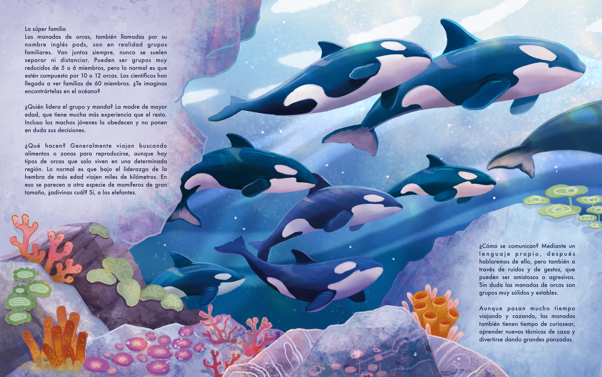Orca-Familienschule schwimmt gemeinsam, Doppelseite La súper familia.