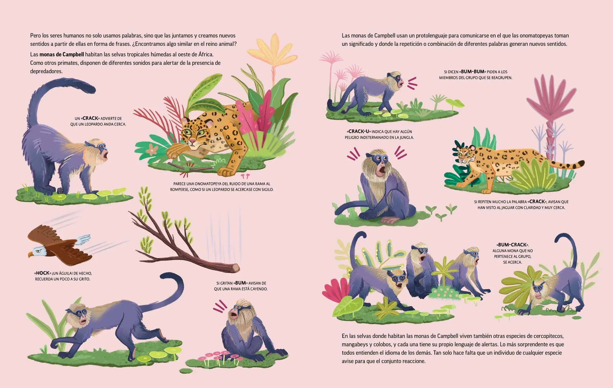 Illustration von Campbell-Meerkatzen im Dschungel, die verschiedene Verhaltensweisen und Interaktionen zeigen, darunter Kommunikationslaute wie 'crack' und 'bum-bum', mit üppigen tropischen Pflanzen und Tieren wie Leoparden, einem Adler und einem Affen.