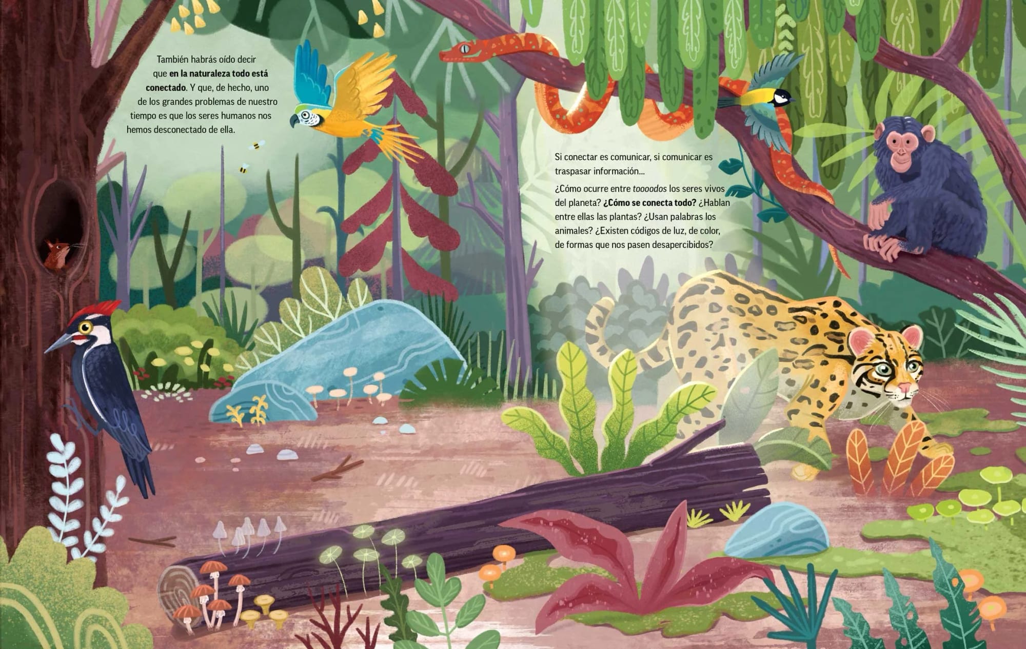 Illustration einer Dschungelszene mit verschiedenen Tieren und Pflanzen: ein Affe auf einem Ast, eine Schlange, ein Tukan, ein Specht, ein kleines braunes Tier in der Nähe einer Baumhöhle, ein Jaguar, der über den Boden geht, bunte Pilze, große Blätter, Felsen und hohe Bäume.