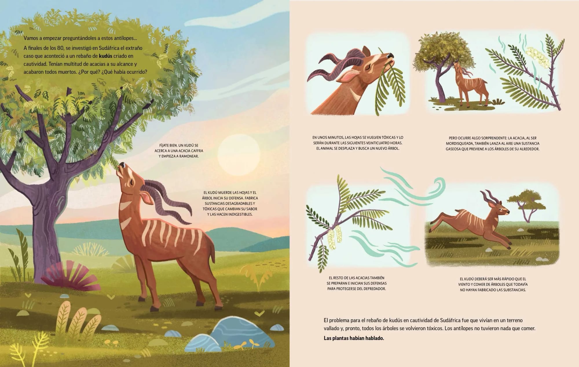 Illustration einer Kudu-Antilope, die zu einem Baum hochgreift, um Akazienblätter zu fressen, im Hintergrund weitere Akazienbäume und eine grasbewachsene Landschaft. Die Szene spielt bei Sonnenauf- oder Sonnenuntergang mit einem farbenfrohen Himmel.