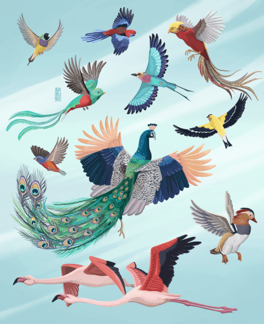 Illustration verschiedener bunter Vögel, darunter ein Pfau, Flamingos, Papageien und andere exotische Vogelarten, die am Himmel fliegen.
