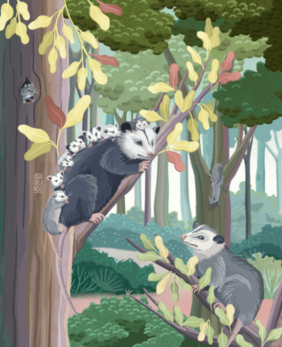 Eine Cartoon-Illustration eines Waldes mit verschiedenen Tieren, darunter eine Opossum-Mutter mit Babys auf dem Rücken, ein Eichhörnchen, ein Streifenhörnchen und ein Vogel, die auf Ästen umgeben von üppigem grünen Laub sitzen.