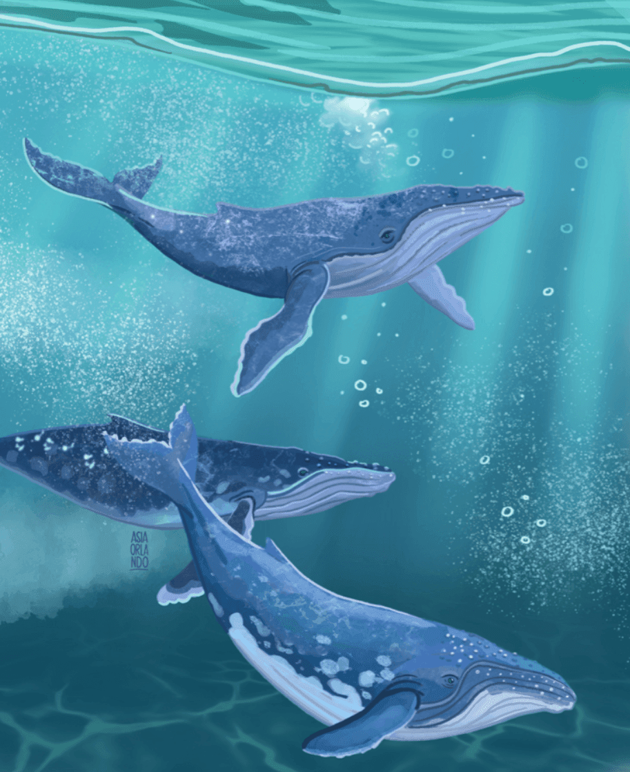 Illustration von drei Blauwalen, die unter Wasser schwimmen, während Lichtstrahlen hindurchscheinen.