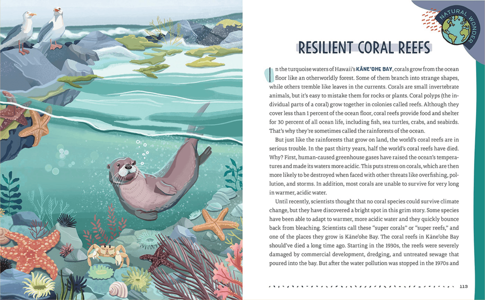 Illustration des Lebens in einem hawaiianischen Korallenriff, mit Felsen, Seesternen, Muscheln, Algen, einer Krabbe und zwei Vögeln, die auf Felsen sitzen.