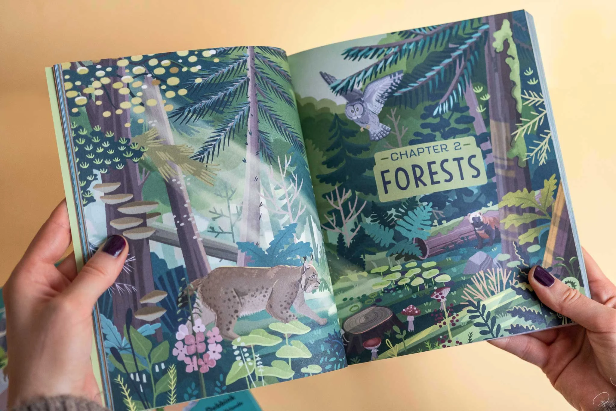 Aufgeschlagenes illustriertes Kinderbuch mit einer Waldszene mit Bäumen, Pilzen, einem Berglöwen, einer Eule und einem Waschbären. Der Seitentitel lautet 'Chapter 2: Forests'.